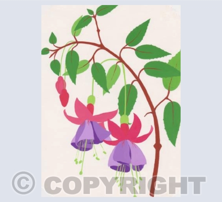 Fuschias