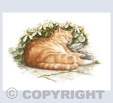 Cat Nap
