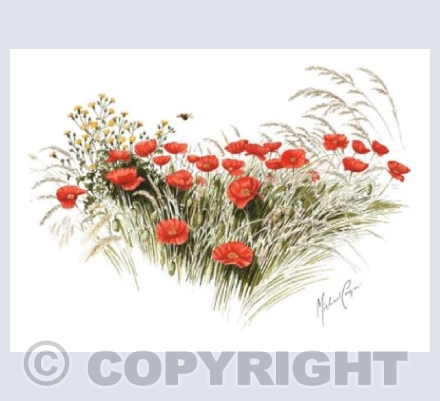 Poppies