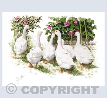 'The Geese are Out!'