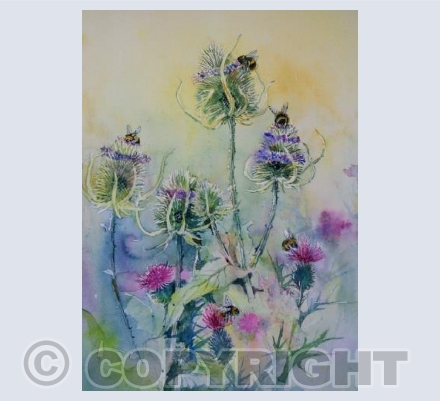 Bumblebees and Teasels