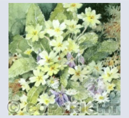 Primroses