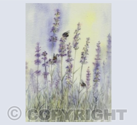 Bees on Lavender