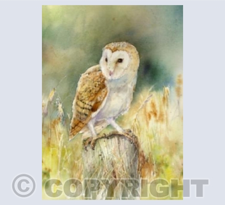 Barn Owl