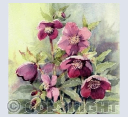Hellebores