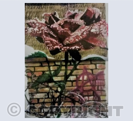 Emancipation Rose