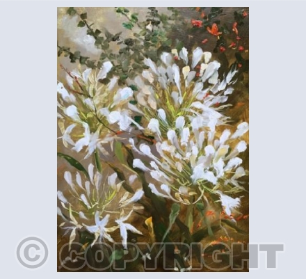 Agapanthus Breeze