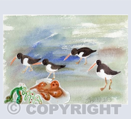 Oyster Catchers