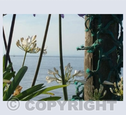Agapanthus and Nets