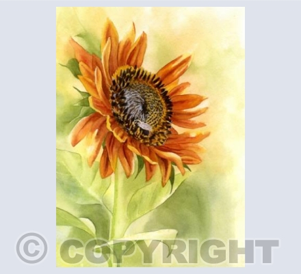 Sunflower gold