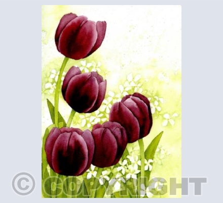 Ruby Tulips