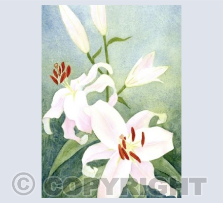 Pastel lilies
