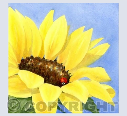 Sunflower smile