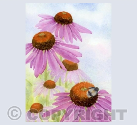 Coneflowers