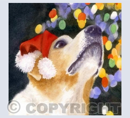 Mr patch rocks his santa hat