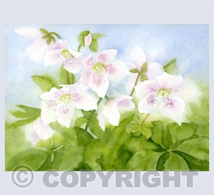 Hellebores at dawn