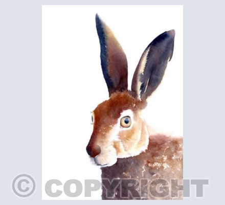 Quizzical hare