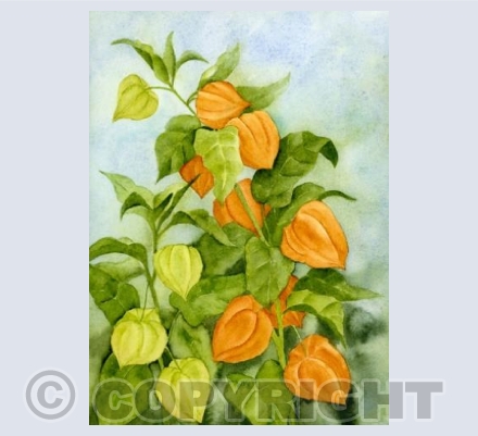 Chinese lanterns