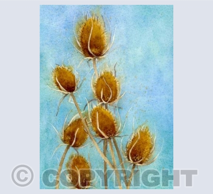 Teasels