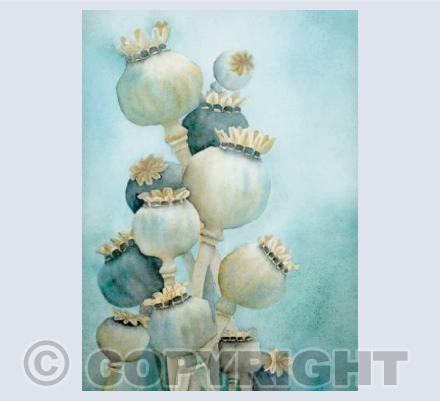 Poppy seedheads