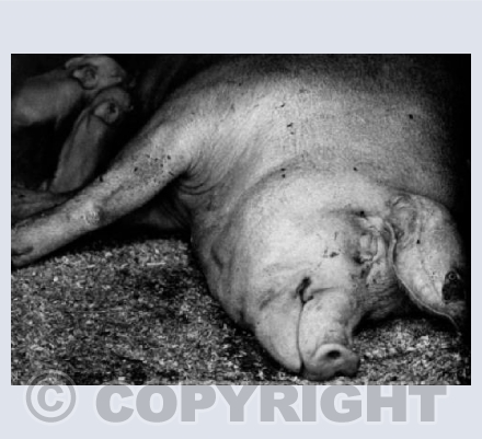 Happy Pig
