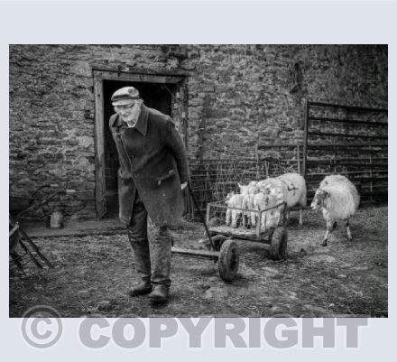 Lamb Pram 
