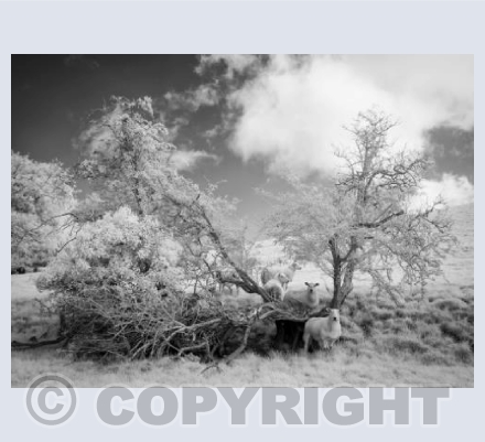 Somerset Sheep 2