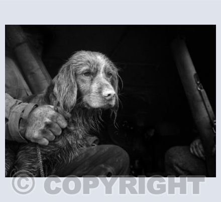 Gun dog