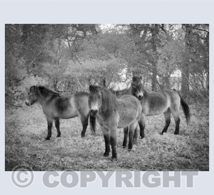 Scrub Clearance Workers