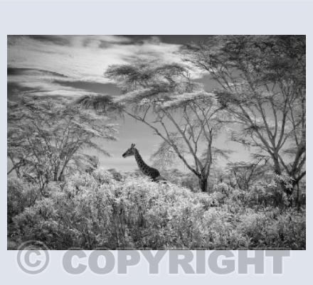 In the Bush