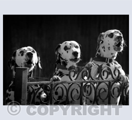 Well Spotted