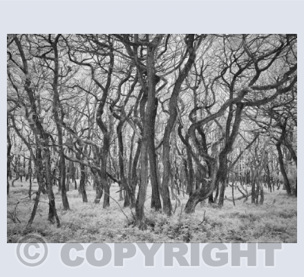 Quantock trees