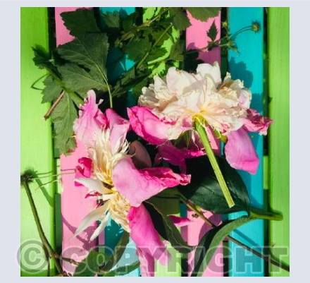 Summer Flowers