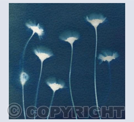 Daisies - Cyanotype