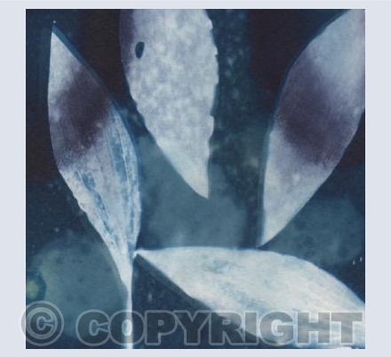 Cyanotype Alstreomeria