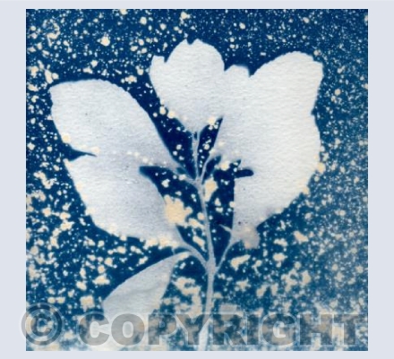 Cyanotype Foglia ed Astra