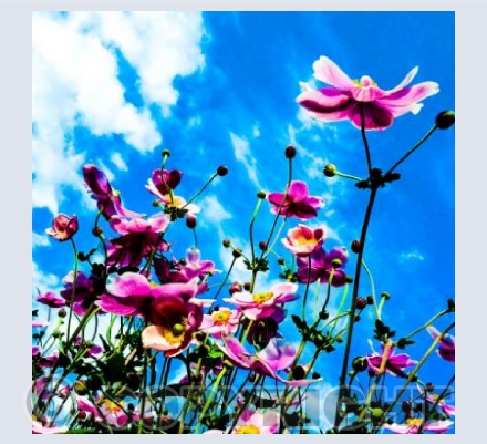 Japanese Anemones