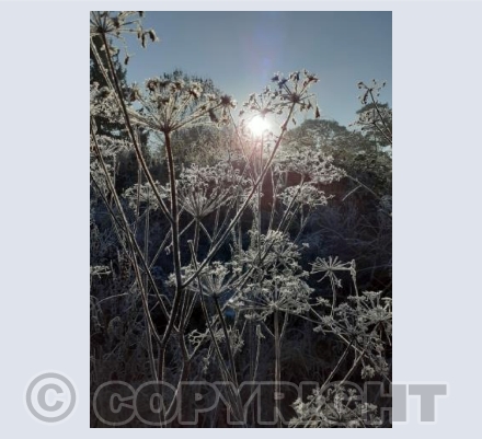 Gibby's Frost Flowers