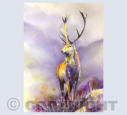 Red Deer Stag