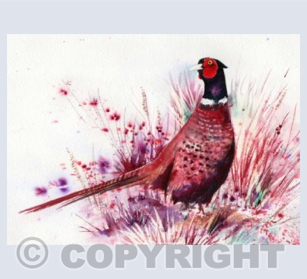 Brusho Pheasant