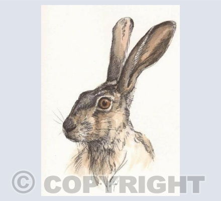Pen and Wash Hare
