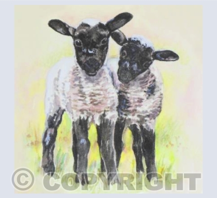Spring Lambs