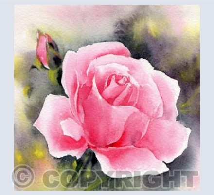Pink Rose