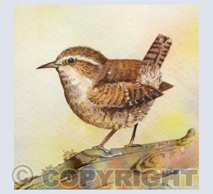 Jenny Wren