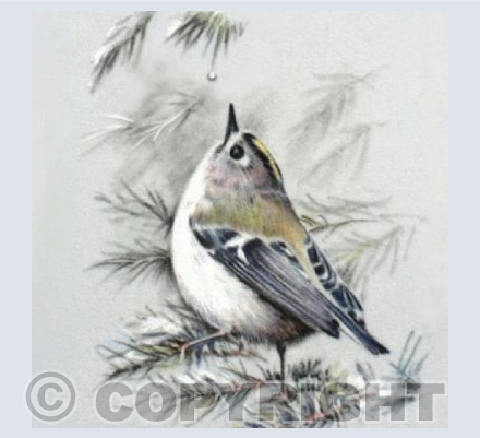 Goldcrest
