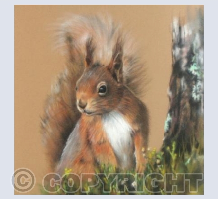 Rufus the Red Squirrel