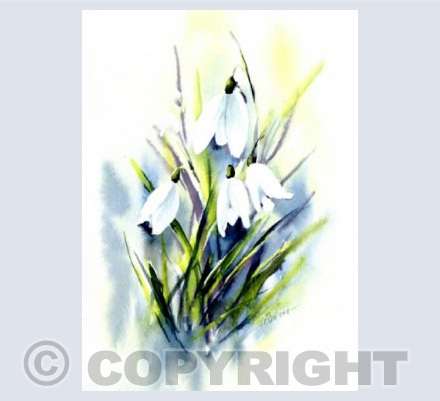 Snow Drops