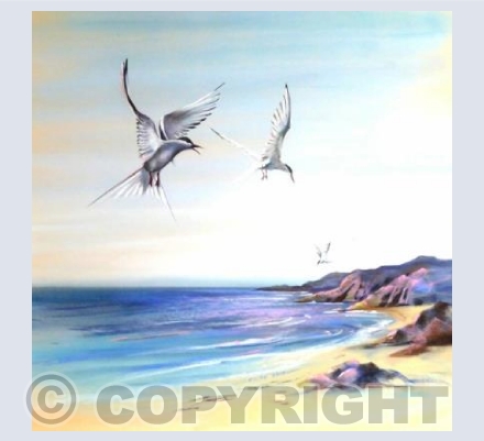 'Taking Terns'