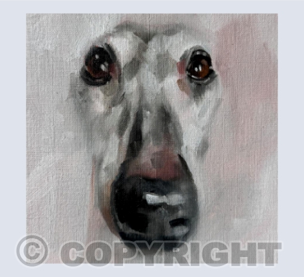 Whippet Gaze