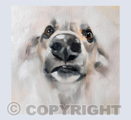 Nosey Whippet